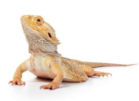 Choosing Pet Reptiles Petmd