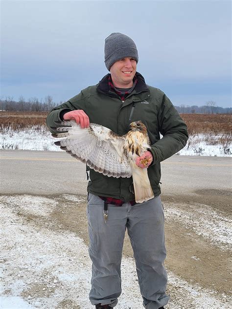 Wildlife Wonders- Soaring with Red-Tailed Hawks - Estuary Magazine: For ...