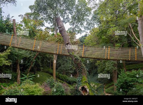 Forest rope bridge hike hi-res stock photography and images - Alamy