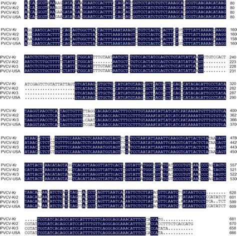 Sequence Alignment Of The Intergenic Region Between Three Korean