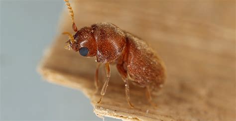 Tobacco Beetles