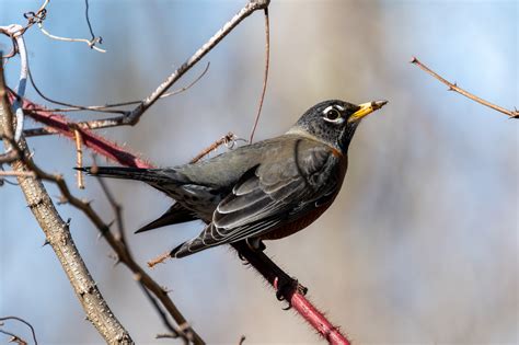 American Robin | Backcountry Gallery Photography Forums