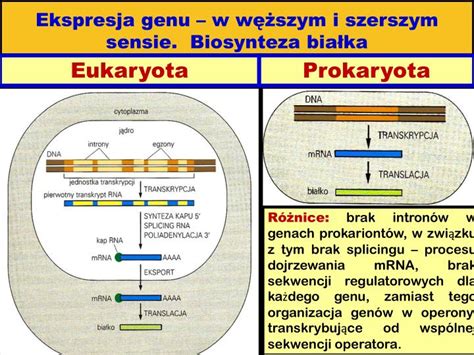 Ppt Genetyka Ogólna Biosynteza Białka Transkrypcja I Translacja Replikacja Powerpoint