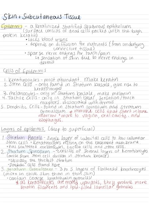 Anatomy and Physiology Sample Notes - Delightfully Sarah