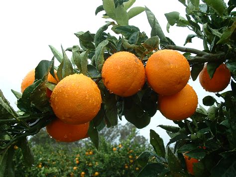 How To Sweeten Citrus Fruit Trees | Fruit Trees