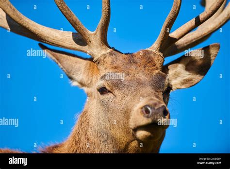 Red Deer Cervus Elaphus Stag In The Alps Wildlife Park Aurach