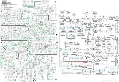 Un Mapa Metabólico Completo Para La Producción De Bioquímicos