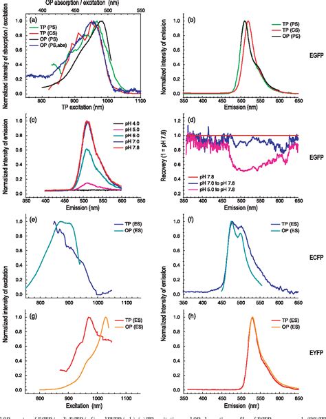 Figure From Two Photon Excitation And Emission Spectra Of The Green