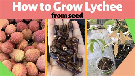 How To Grow Lychee From Seed YouTube