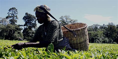 Ke Record Sh30 5 Billion Tea Bonus To Be Paid Out From Next Month