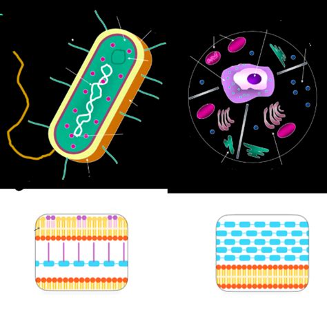 Tenta Prokaryot Eukaryot Bakterier Diagram Quizlet