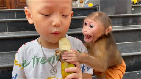 Monkey Baby Bon Tom Bon Bon Tom Monkey Teases Baby To Cry Monkey