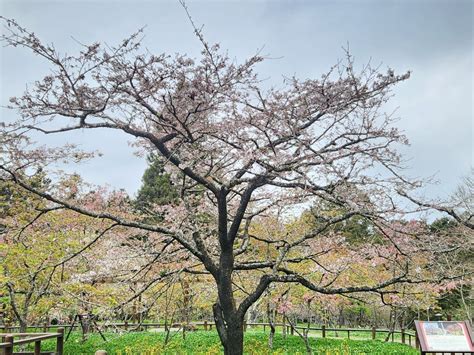 阿里山賞花輕鬆遊 花季疏運套票好方便 蕃新聞