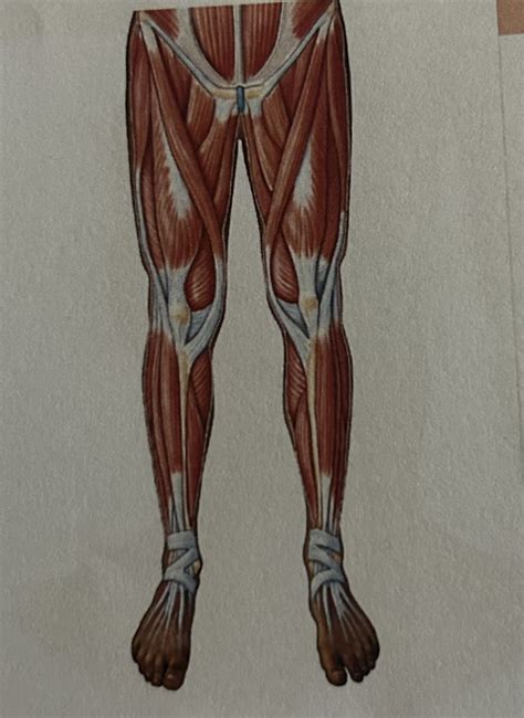 Anterior View Of Leg Muscles Diagram Quizlet