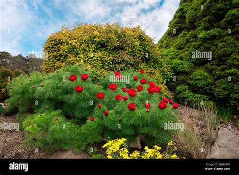 Paeonia Tenuifolia Peony That Is Called The Steppe Peony Or The Fern