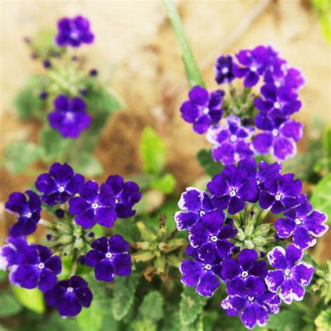 20 Semi-Trailing Verbena Seeds Purple Hanging Verbena Hybrida Garden Flowers - Seeds