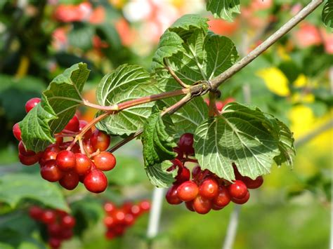 Лист калины (В статье много фото) - treepics.ru