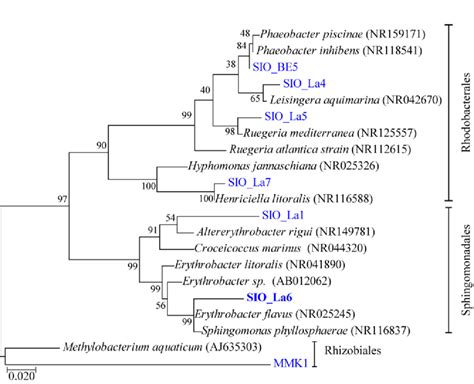 Maximum likelihood tree of Alpha-proteobacteria sequences closely ...