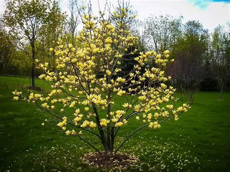 19 Beautiful Dwarf Ornamental Trees For Containers And Small Gardens