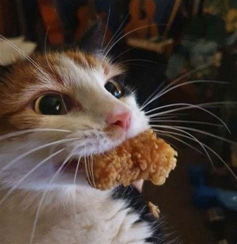 A Close Up Of A Cat With Food In Its Mouth And Looking At The Camera