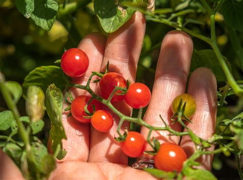 Tomato Season The Blissful Gardeners