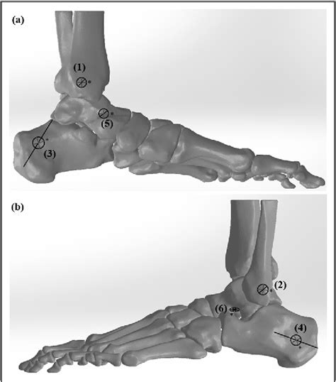 figure    effect  ankle posture   load pathway