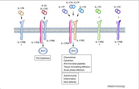 Il 17 Receptor Signaling And T Helper 17 Mediated Autoimmune