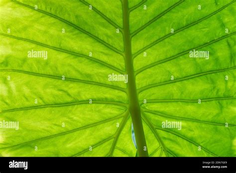 Hoja Verde Iluminada De Fondo Fondo De Textura De Primer Plano