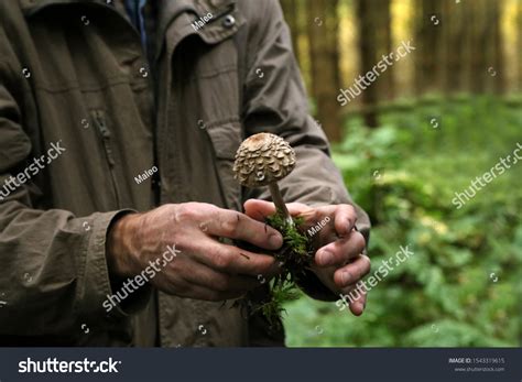how to become a mycologist
