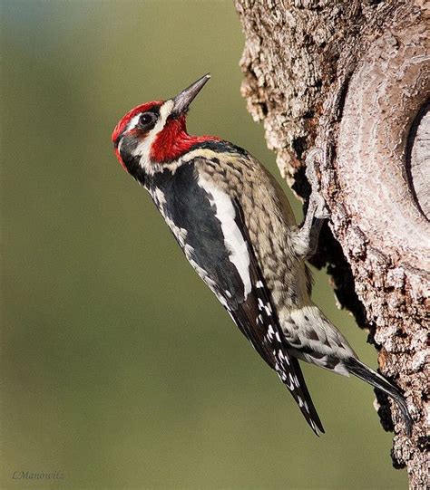 Img8805 Red Naped Sapsucker Bird Life List Birds Ornithology