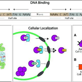 The TD regulates several p53 functions. DNA Binding. The p53 response ...