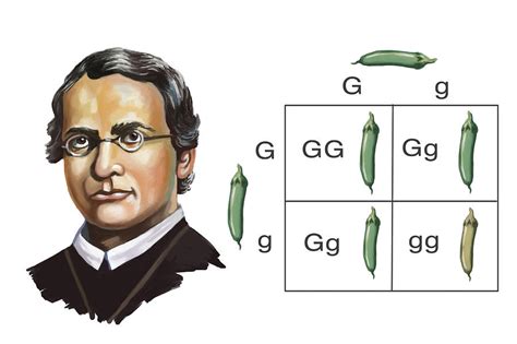 Mendel With Punnett Square Illustration Photograph By Spencer Sutton