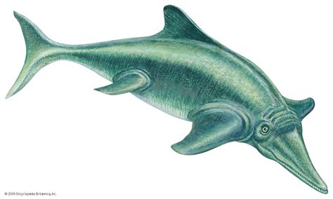 Ichthyosaurus | fossil marine reptile | Britannica