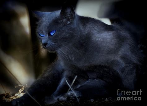 Schwarze Katze Mit Blauen Augen Photograph By Nicole Wolf Fine Art