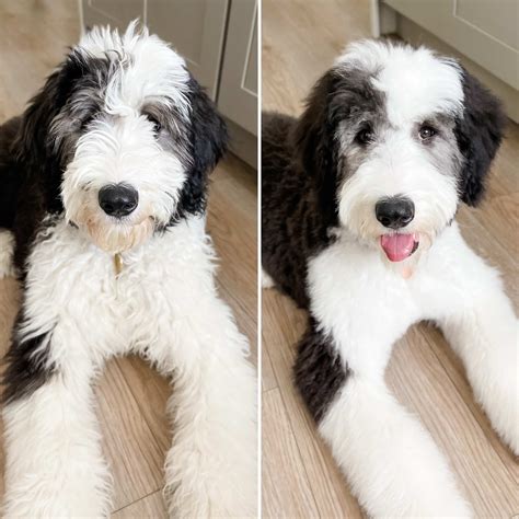 What Is A Puppy Cut For A Goldendoodle