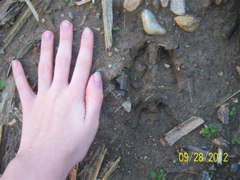 Deer Hoof Print By Invadersony12345 On Deviantart