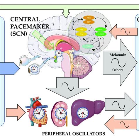 Schematic organization of the circadian system, with the central ...