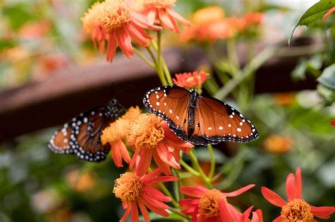 Butterfly Pavilion at Natural History Museum | FUN WITH KIDS IN LA