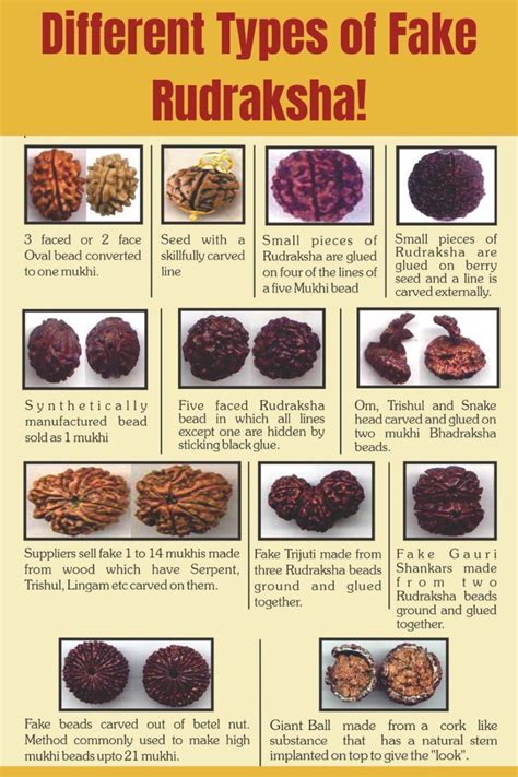 rudraksha buy   mukhi original lab tested beads