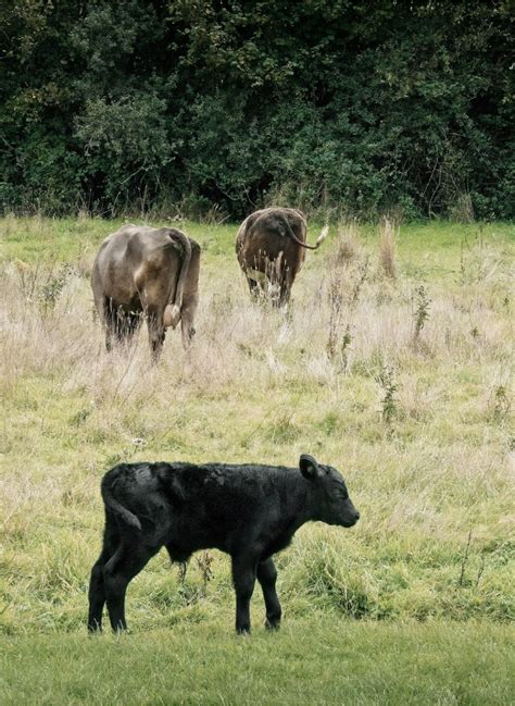 Why Manifestos Matter - Conservative Animal Welfare Foundation