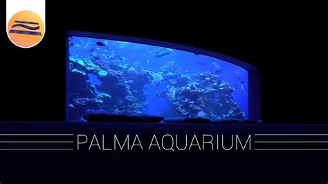 Palma Aquarium Complete Tour Mallorca Youtube