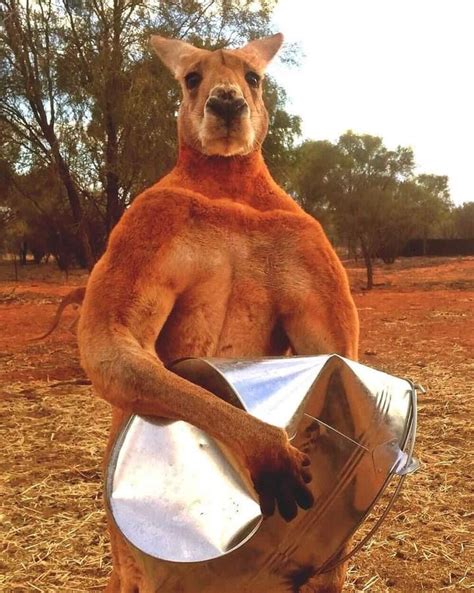 PsBattle: Kangaroo flexing : photoshopbattles