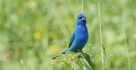 Blue Finch Vs Indigo Bunting The Worlds Rarest Birds