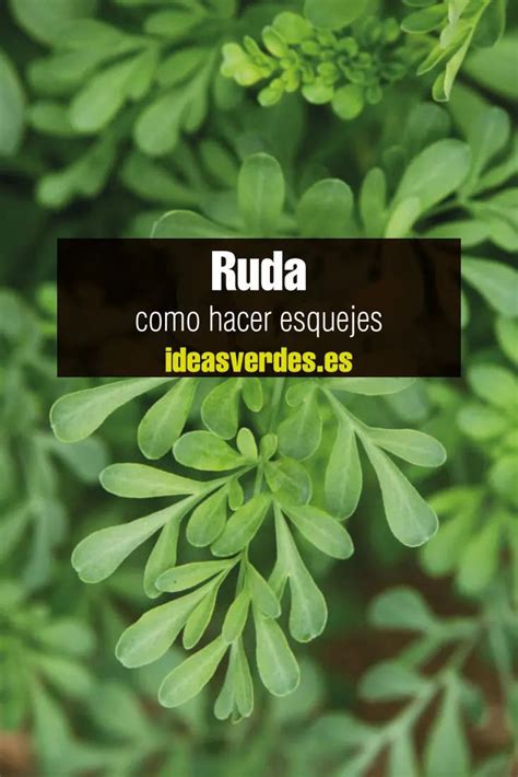 Como Reproducir Ruda Por Esqueje Paso A Paso Ideas Verdes Esquejes