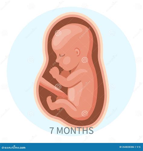 Embryo S In De Baarmoeder Zevende Maand Ontwikkeling En Groei Van