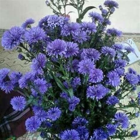 Jual pikok ungu | Shopee Indonesia