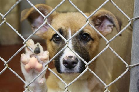 Petstock Pet Adoption Day 2016 February 6 Australian Dog Lover