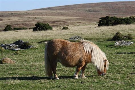 Dartmoor, England. Wild horses in dartmoor British Things, Visiting ...