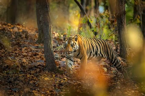 Bandhavgarh Wildlife Photography Tour | UPC Expeditions