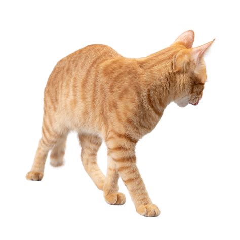 Ginger Cat Pussy Fur Ginger Cat Kitten Cat PNG Transparent Image And